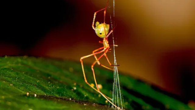 Astonishing Spider Design Laun