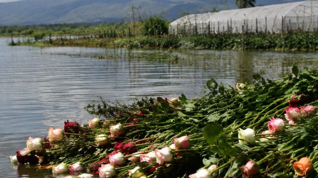 Lake Naivasha's Flooding: Implications for Global Flower Trade