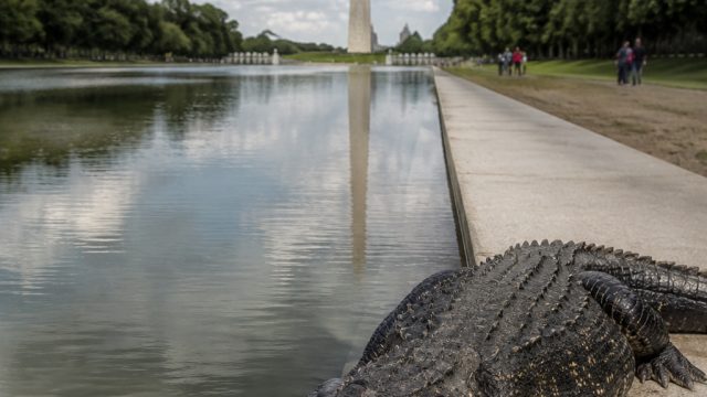 Unexpected Wildlife Concerns Emerge at Historic Reflecting Pool