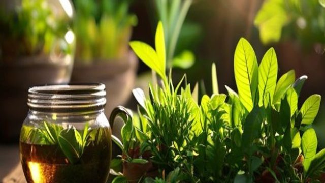 Cultivating Tranquility: Grow