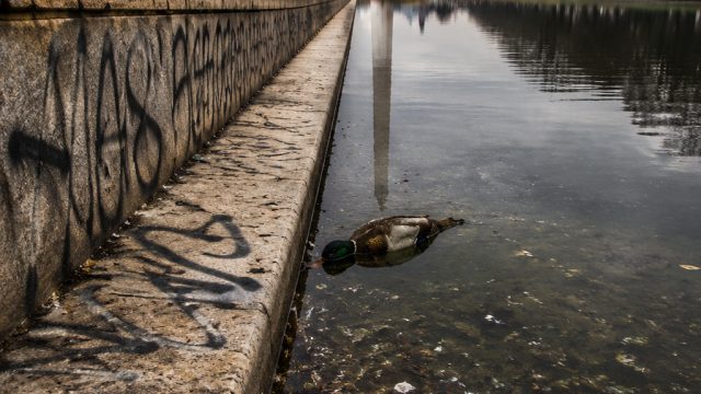 Vandalism Claims and Duck Mort