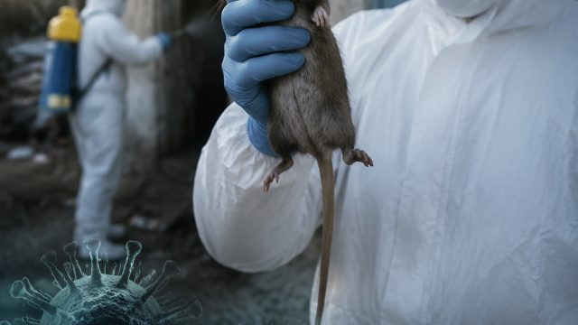 End of Hantavirus Quarantine: 