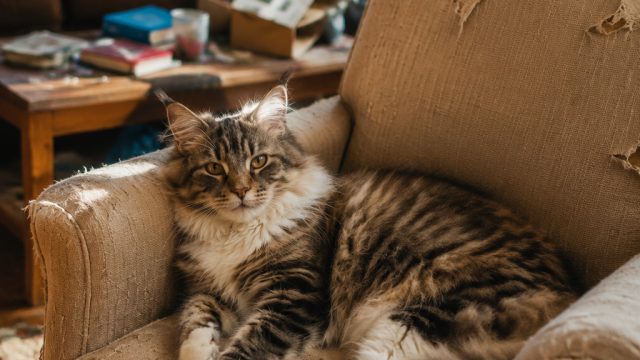 Why Cats Prefer Cozy Chaos Ove